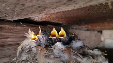 Five chicks with open mouths wait in the nest for their parents to bring them Video stock 309513305