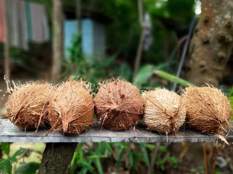 Five coconuts are packed Foto stock