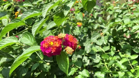 Five-color flower Stock Footage 235870226