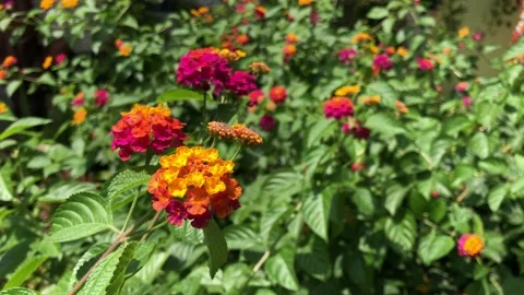 Five-color tree - five-color flower Stock Footage 235870235