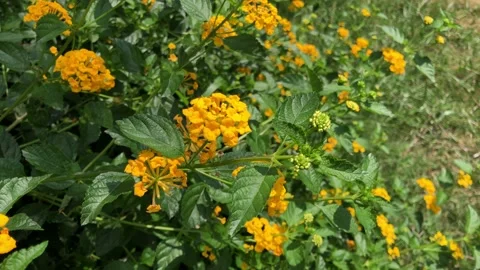 Five-color tree Stock Footage 235870205