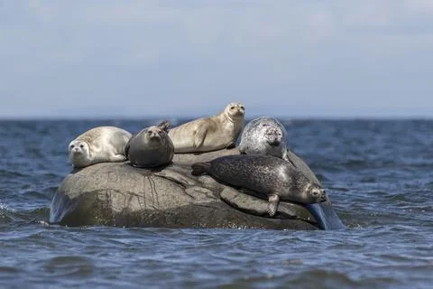 Five Common Seals resting on rock island in blue sea water Stock Photos
