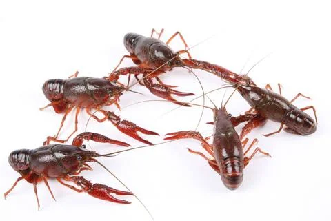 Five crawfish five crawfish with white background Copyright: xZoonar.com/z... Stock Photos