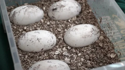 Five crocodile eggs 4K Stock Footage 138022706