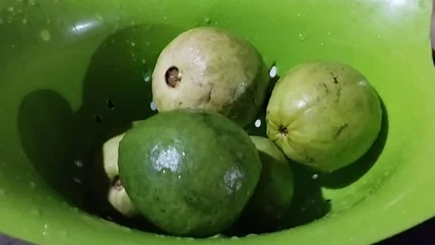 Five crystal guavas that have been washed clean Stock Footage 229302911