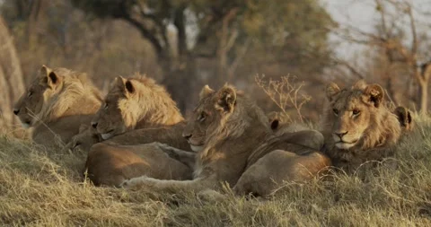 Five cubs in botswana Stock Footage 304113574