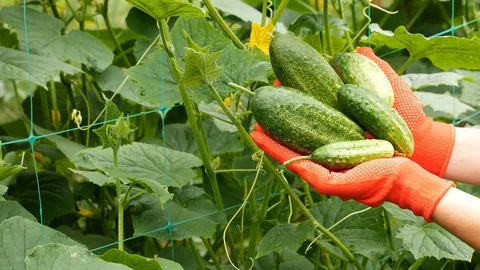 Five cucumbers in the hands of a farmer in red gloves. Stock Footage 112353051