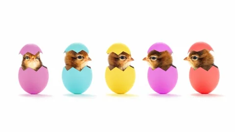 Five cute brown chicks peeking from colorful easter eggs. Animated cinemagrap 動画素材 331361622