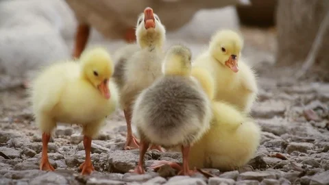 Five cute goslings playing and looking for food 库存影片 96441655