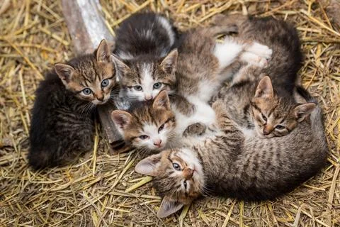 Five cute kittens lying together on a hay. Stock Photos