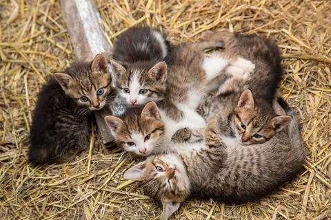 Five cute kittens lying together on a hay. Stock Photos