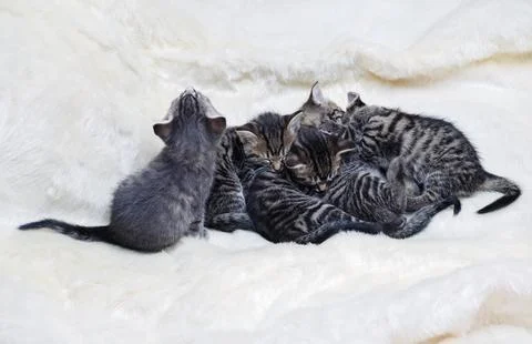 Five cute kittens Stock Photos