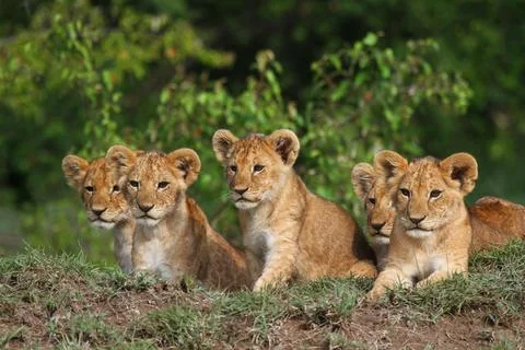 Five cute lion cubs looking into the camera, resting on a hill Stock Photos