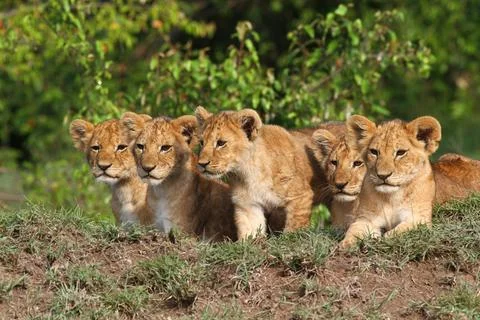 Five cute lion cubs looking into the camera, resting on a hill Stock Photos