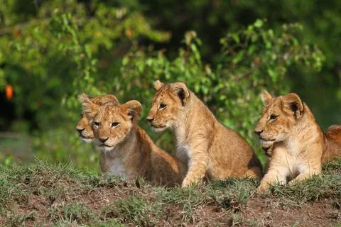 Five cute lion cubs looking into the camera, resting on a hill Stock Photos