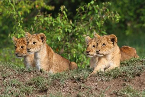 Five cute lion cubs looking into the camera, resting on a hill Stock Photos