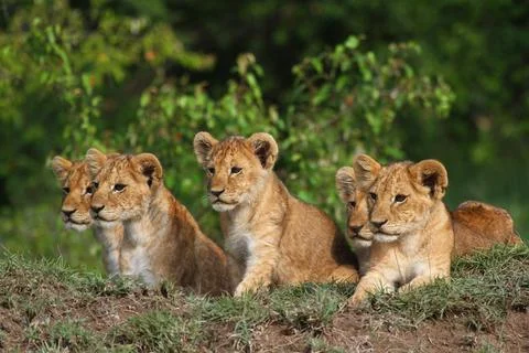 Five cute lion cubs looking into the camera, resting on a hill Stock Photos