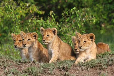 Five cute lion cubs looking into the camera, resting on a hill Stock Photos