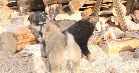 Five Cute Little Stray Mongrel Puppy Playing Together Stock-Footage 104198083