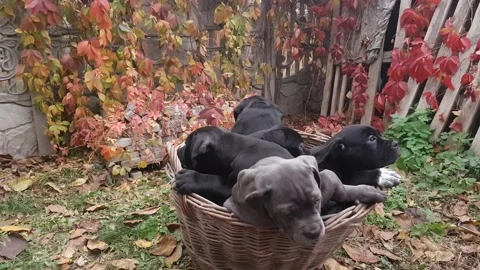 Five cute puppies Cane Corso Stock Footage 167884979