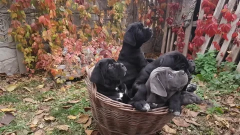 Five cute puppies Cane Corso Stock Footage 167884987