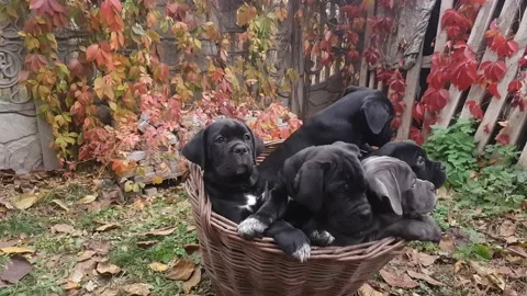 Five cute puppies Cane Corso Stock Footage 167885001