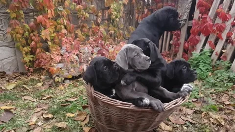 Five cute puppies Cane Corso Stock Footage 167885043