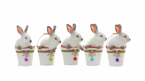 Five cute white rabbits sitting in buckets on white background. Animated cine Stock Footage 331361560