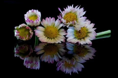 Five daisies on a black background Stock Photos