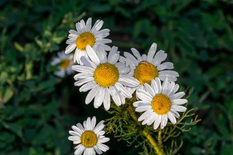 Five daisies close-up on a green background Stock Photos