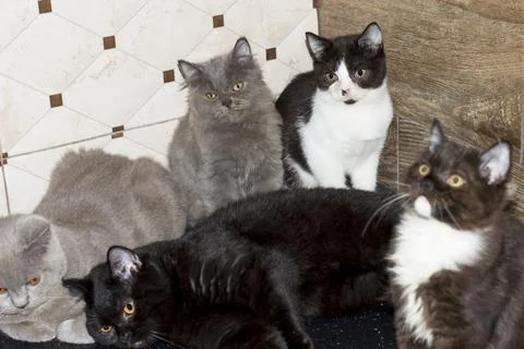 Five different beautiful large scottish kittens Stock Photos