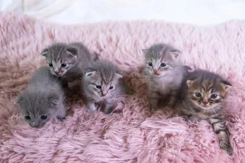 Five different British little kitten sitting on a pink blanket, Foto stock