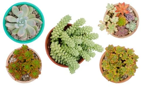 Five different cactus in pots isolated on white background Stock Photos