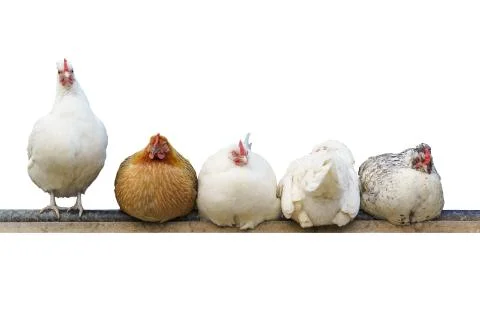 Five different chickens sit and roost. whit background Stock Photos