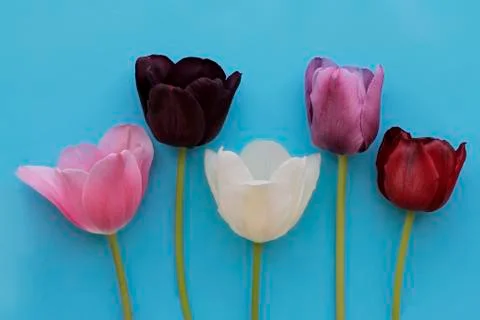 Five of different color tulips on blue background Stock Photos