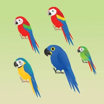 Five different species of macaw Illustrazione stock