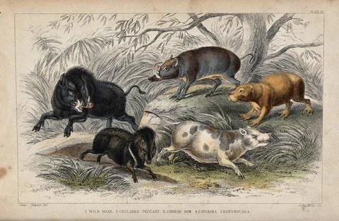 Five different specimen of wild and domesticated pigs shown in a forest. Co.. Stock Illustration