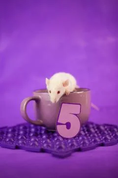 Five digit. mouse decorative. rat home. symbol of the Stock-Fotos