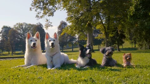 Five dogs lying in the park in a line. Stock Footage 100017271
