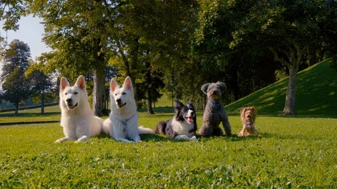 Five dogs lying in the park in a straight line, different breeds. Stock Footage 100017484