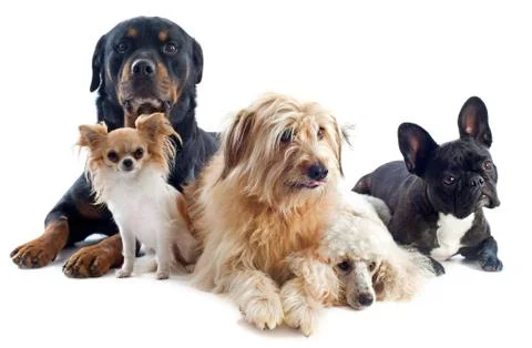 Five dogs Stock-Fotos