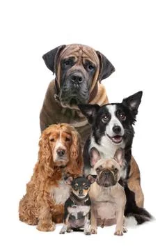 Five dogs Stock Photos