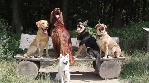 Five dogs sitting on a bench Stock Footage 29679302