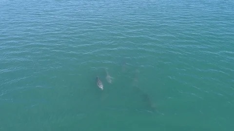Five Dolphins Slowly Breach and Chase a Drone as They Swim in a Delta Stock Footage 100403856