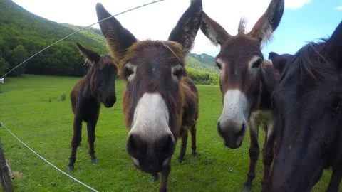 Five donkeys in the meadow Stock Footage 130212364