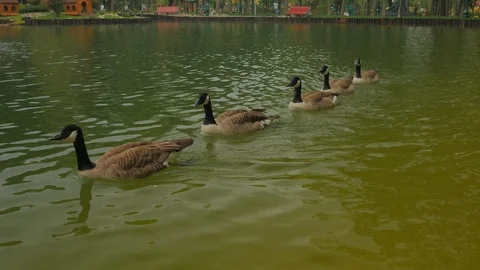 Five ducks are swimming for each other Stock Footage 108090630
