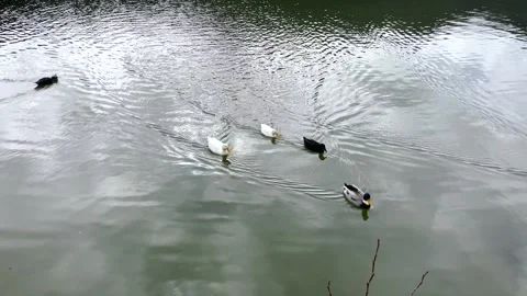 Five ducks floating in grey water outdoors. Animal theme, high angle view Stock Footage 275321597