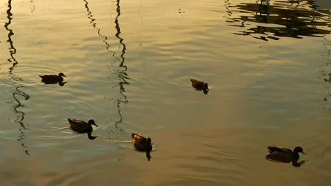 Five ducks paddling left to right with a small wake on smooth water in early mor Stock Footage 293945860