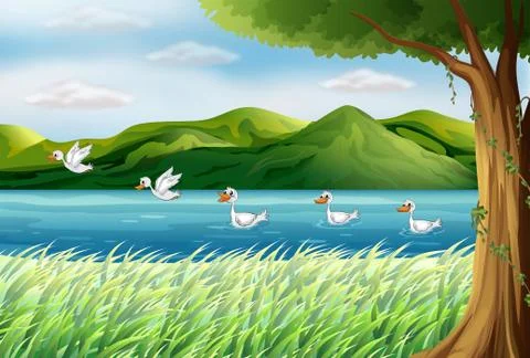Five ducks in the river Stock Illustration