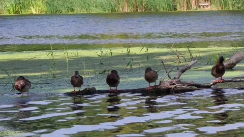 Five Ducks Sitting on a Log, Sleeping Peacefully on a Lake. Stock Footage 284567576